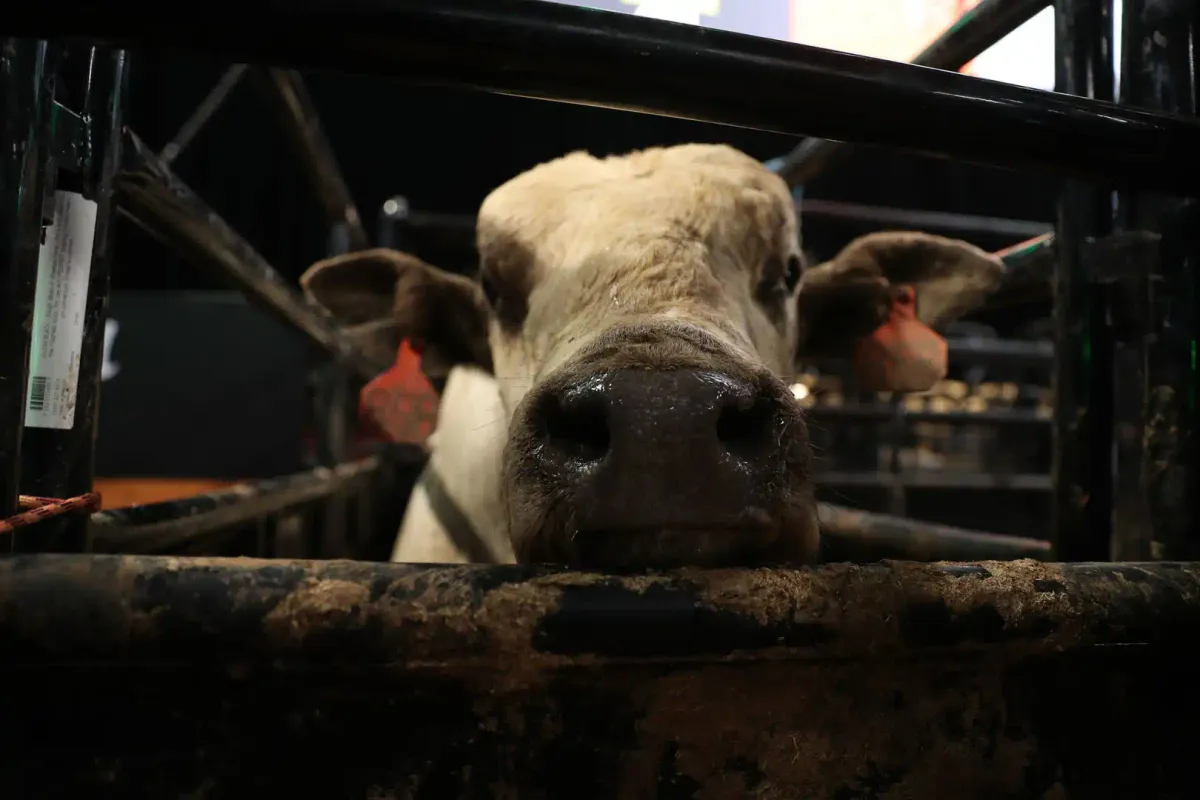 Midway Auto Dealerships PBR Challenge, 21 December | Event in Kearney | AllEvents