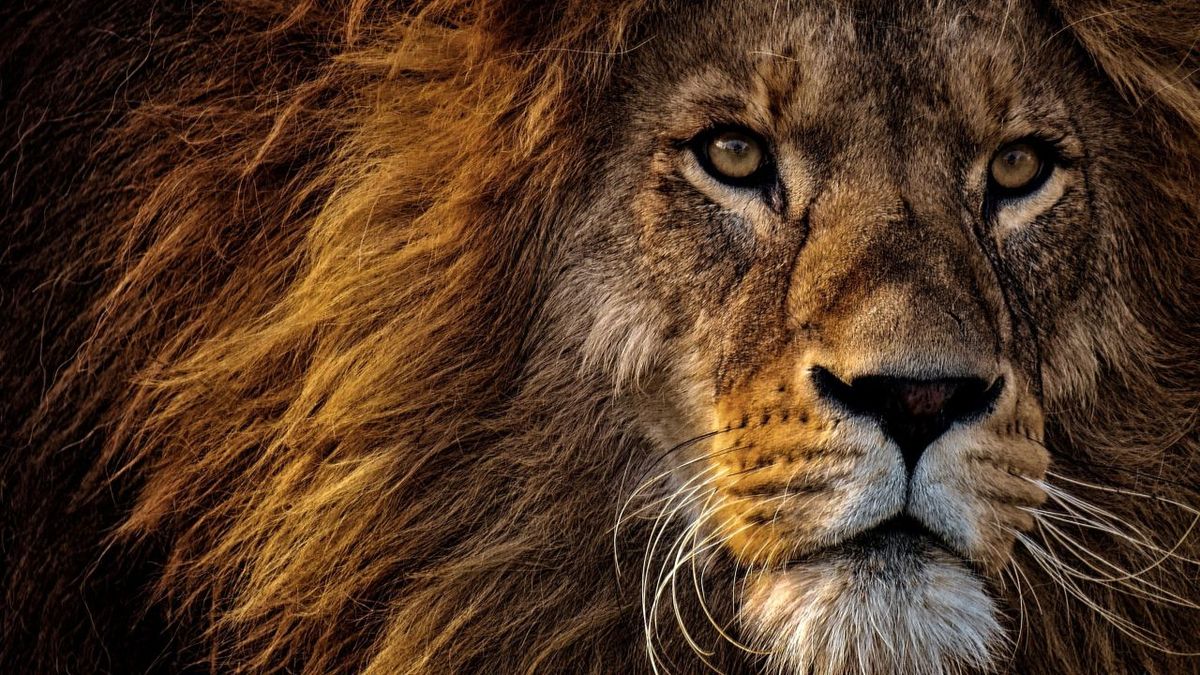 Lionface at Come and Take It Live, 25 July | Event in Austin | AllEvents