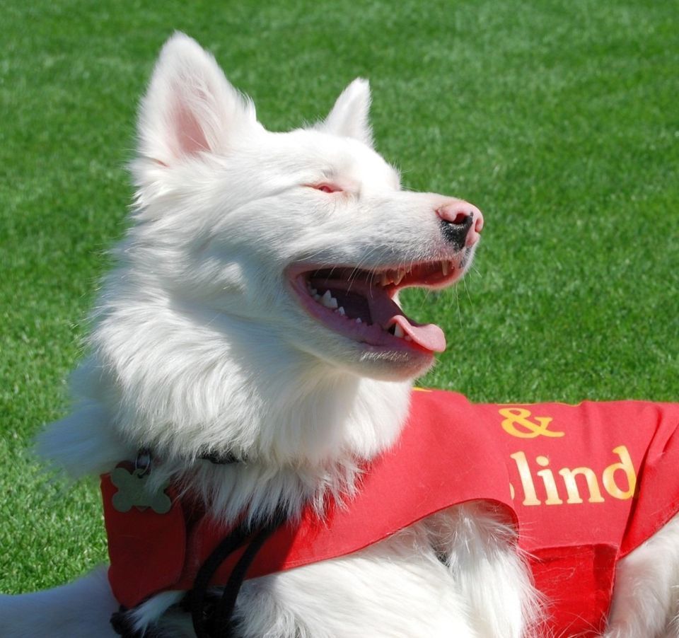 Amazing Aussies, My Pet Market, Sun City West, December 9 2023