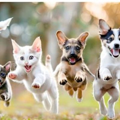 Janelle Bonadonna- Millard logo