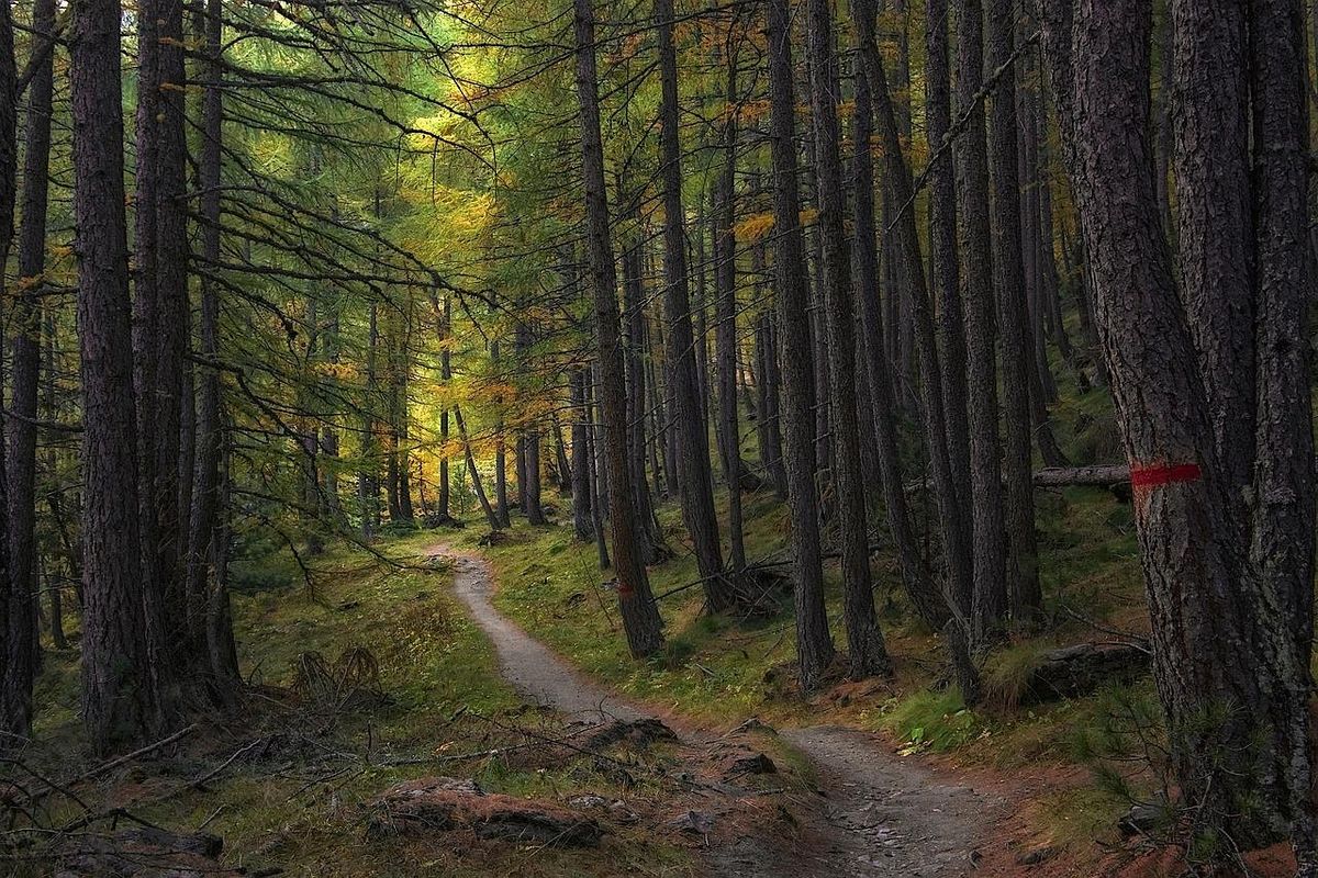 Workshop: Tools and Skills for Environmental Defenders, 9 December | Event in Berlin | AllEvents