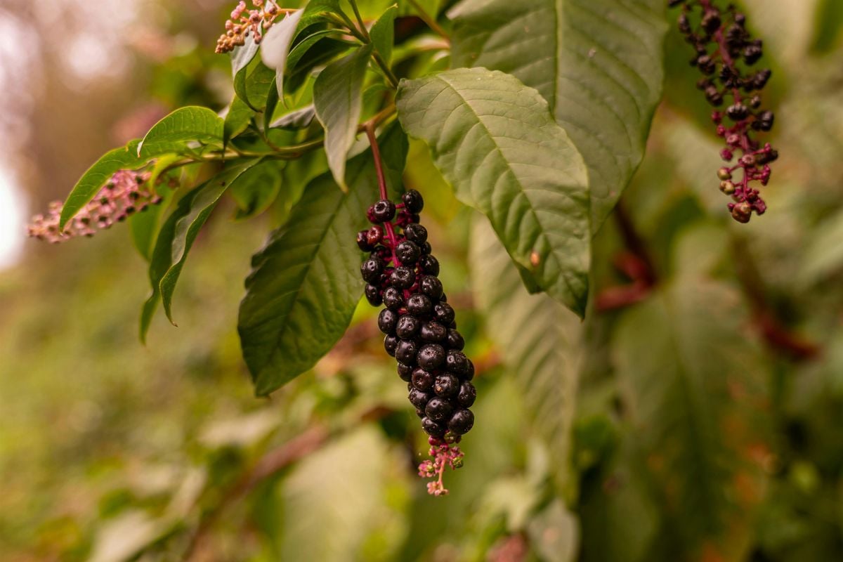 Poson Control Sign Pokeweed: Food, Medicine, Poison, Dye!, Tryon Creek Parking, Portland ...