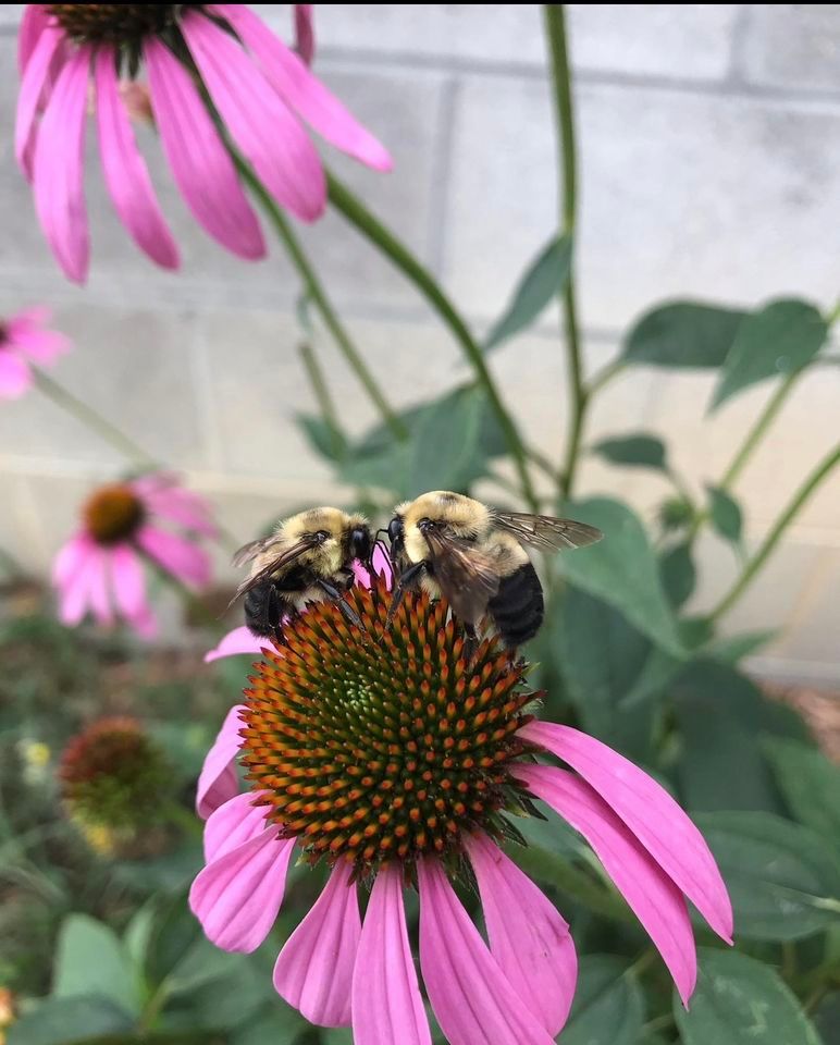 Raleigh County Plant And Prep 4 H Pollinator Habitat Woodrow Wilson raleigh-county-plant-and-prep-4-h-pollinator-habitat-woodrow-wilson