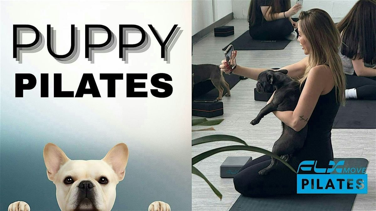 Puppy Pilates, 13 December | Event in Skokie | AllEvents