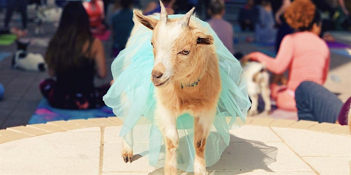 Goat Yoga Dallas @ Harwood Park!, 21 March | Event in Dallas | AllEvents