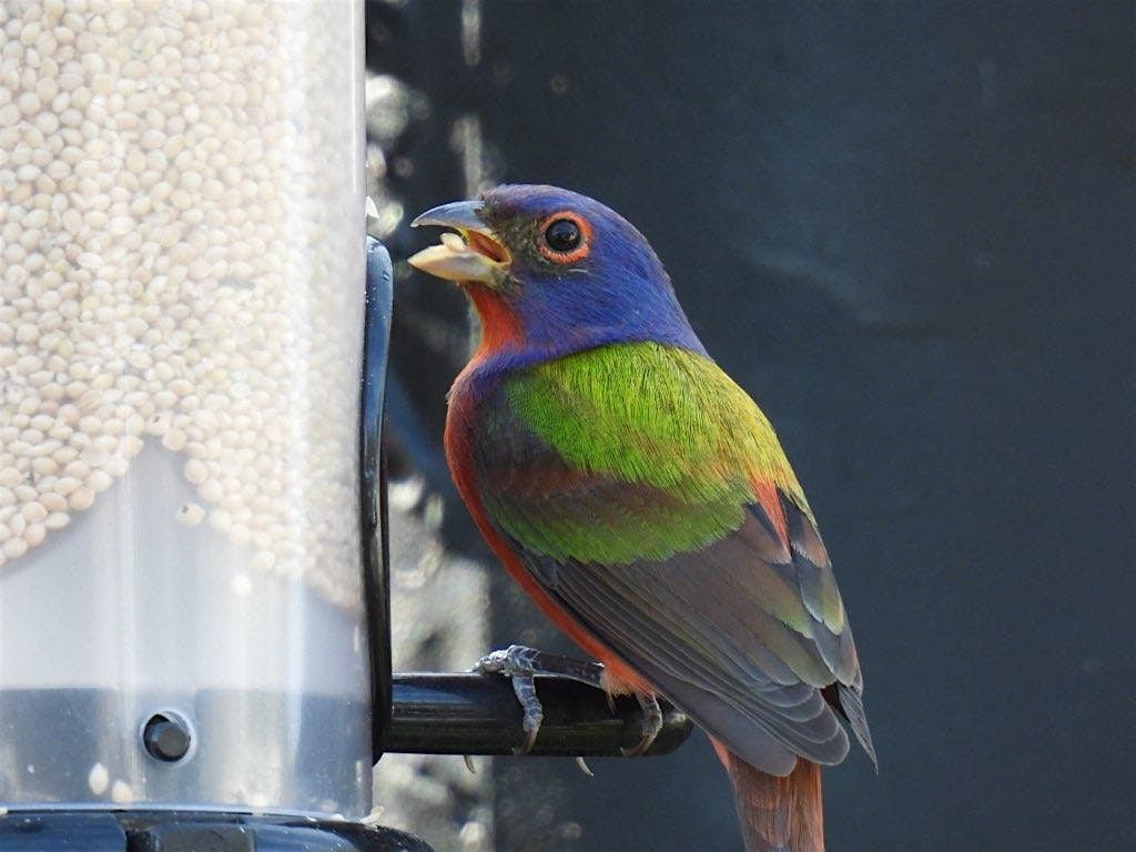 2-9-2026    Birds in your Backyard, 9 February | Event in New Port Richey | AllEvents