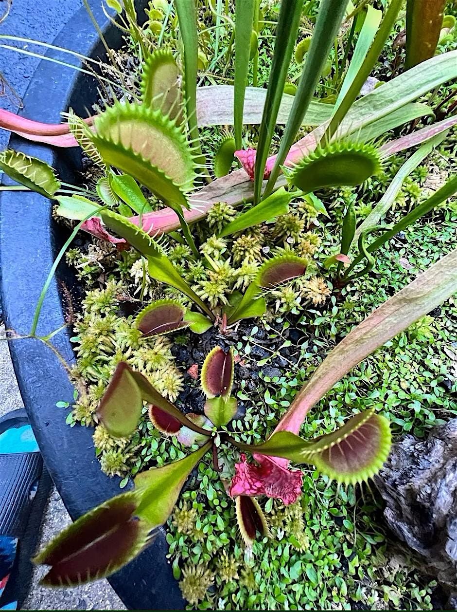 Carnivorous Plant Basics and DIY Bog Gardens, 17 January | Event in Washington | AllEvents