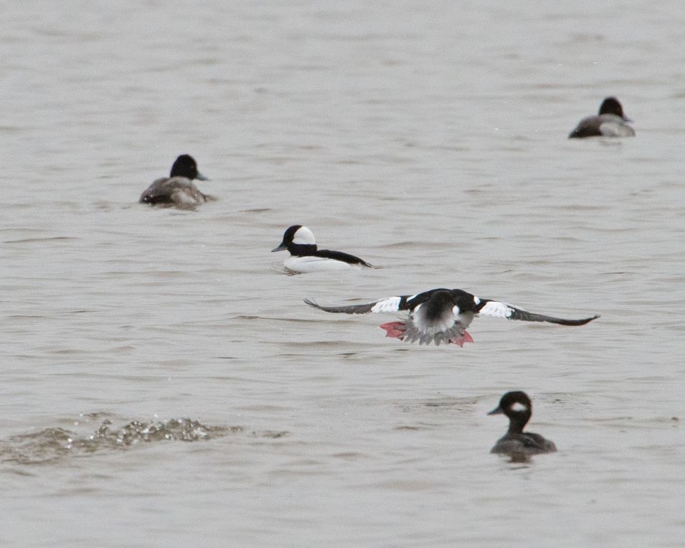 Duck Walk, Occoquan Bay National Wildlife Refuge, Woodbridge, December