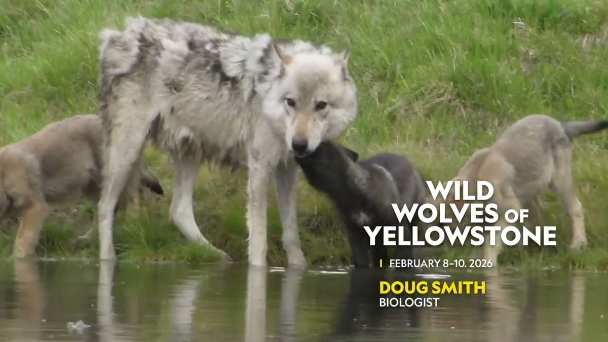 Doug Smith: Wild Wolves, 14 January | Event in La Jolla | AllEvents
