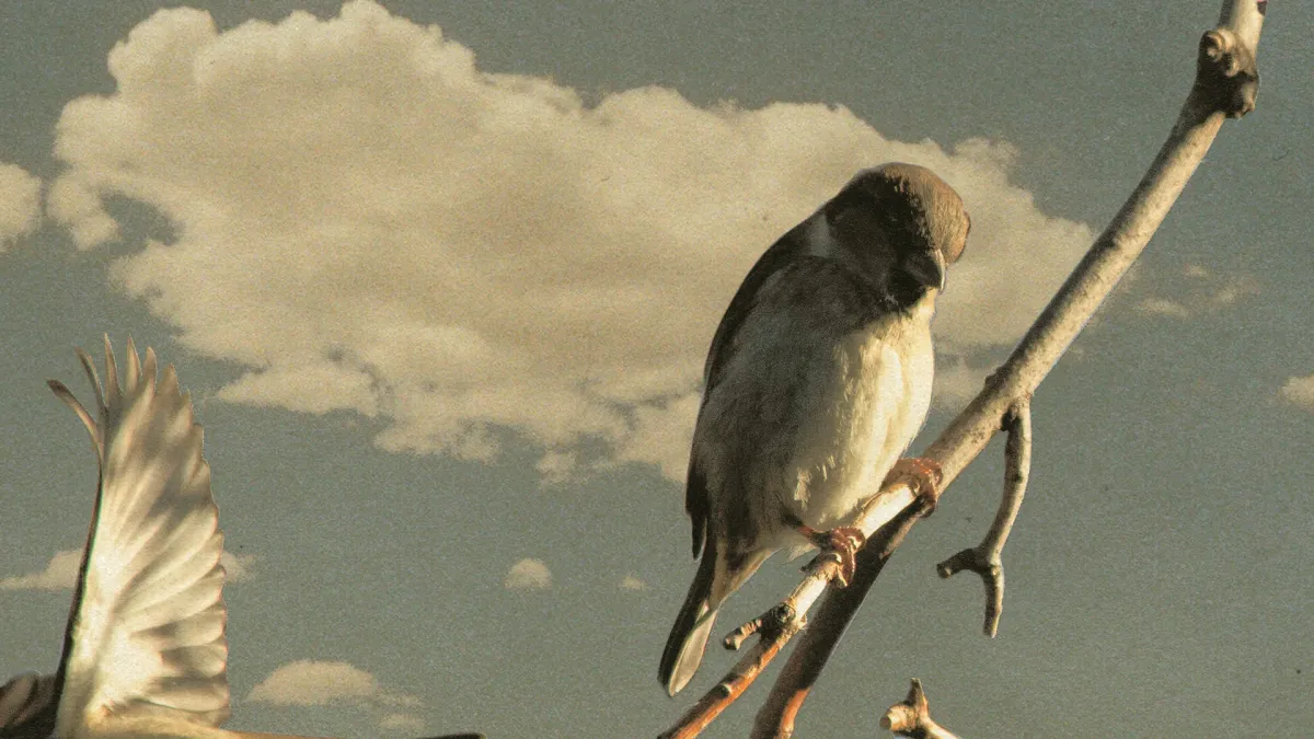 Foxwarren, Hannah Frances, Andy Shauf in Los Angeles, 11 December | Event in Los Angeles | AllEvents