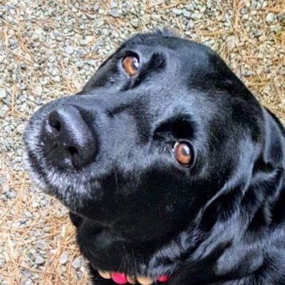 The Bowen Island Live Music Company logo