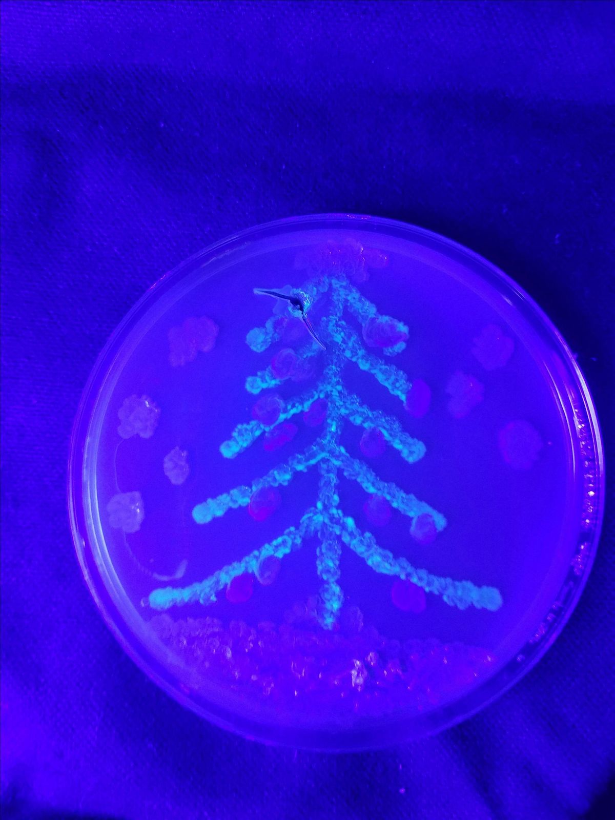 BioTech Fermenter: Chicago's Biotechnology Meetup, 2 December | Event in Chicago | AllEvents