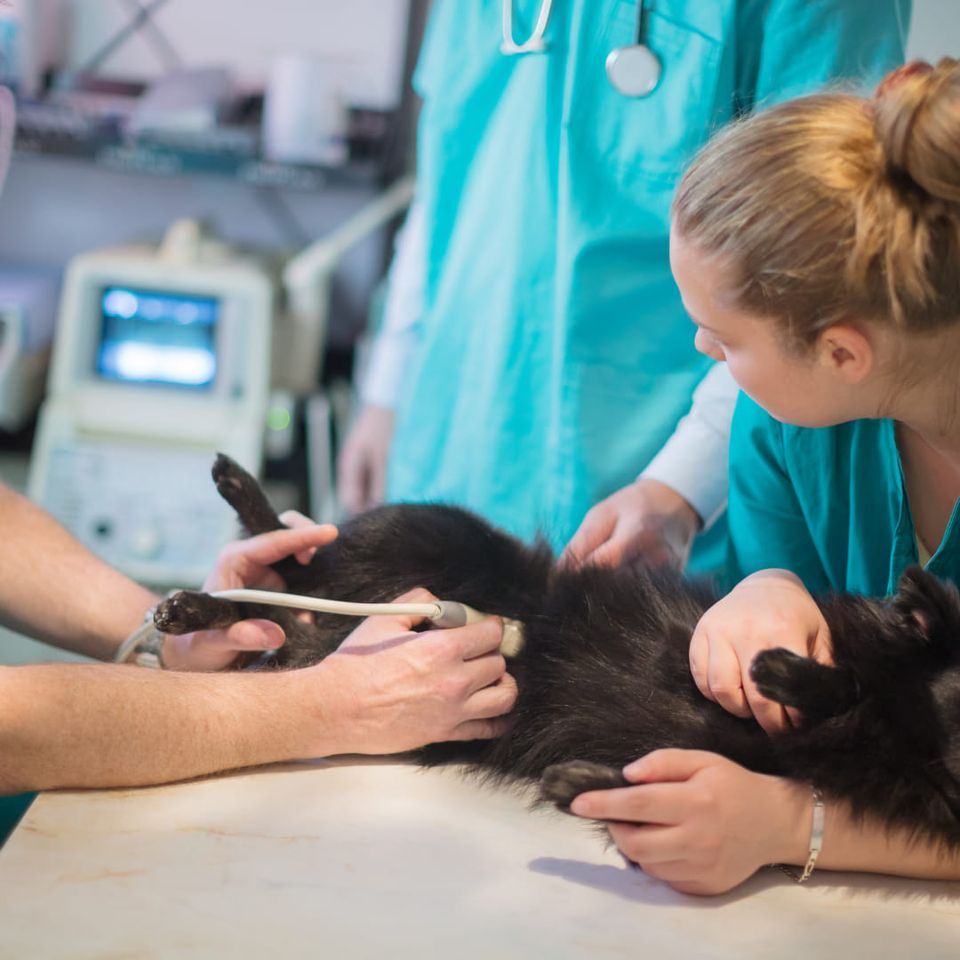 Introduction to Small Animal Ultrasound 2 Day Event! , Haselbury Mill