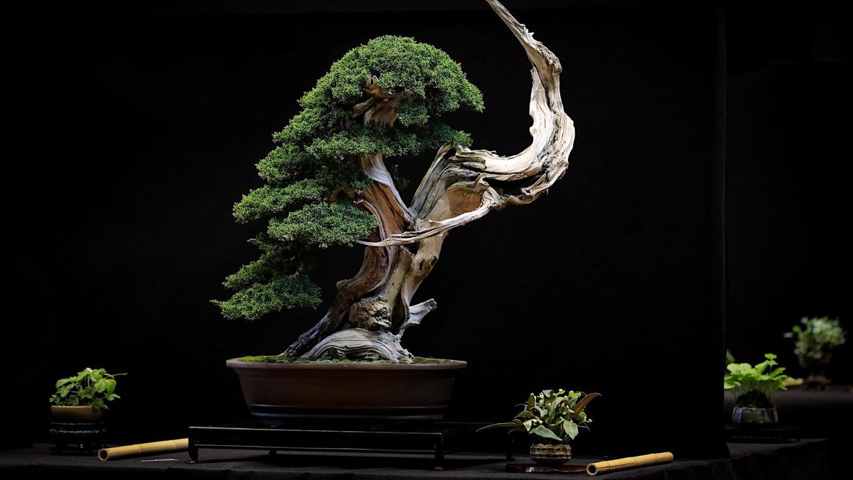 Bonsai Society Meeting - Junipers, Pines, and Conifers, 3 January | Event in Phoenix | AllEvents