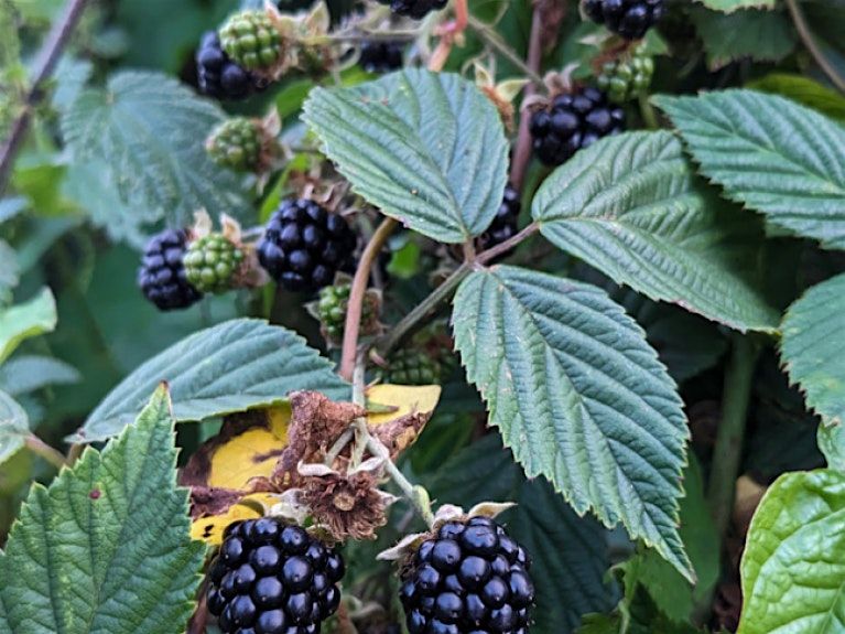 Foraging Walk and Wreath Making | Event in Belfast | AllEvents