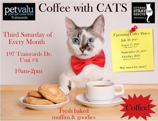 Coffee With Cats September Edition 2019 At Pet Valu Trainyards