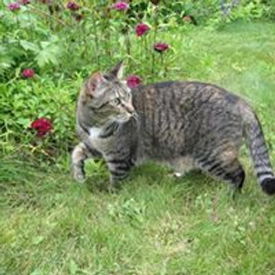 Clear Creek Cat Rescue