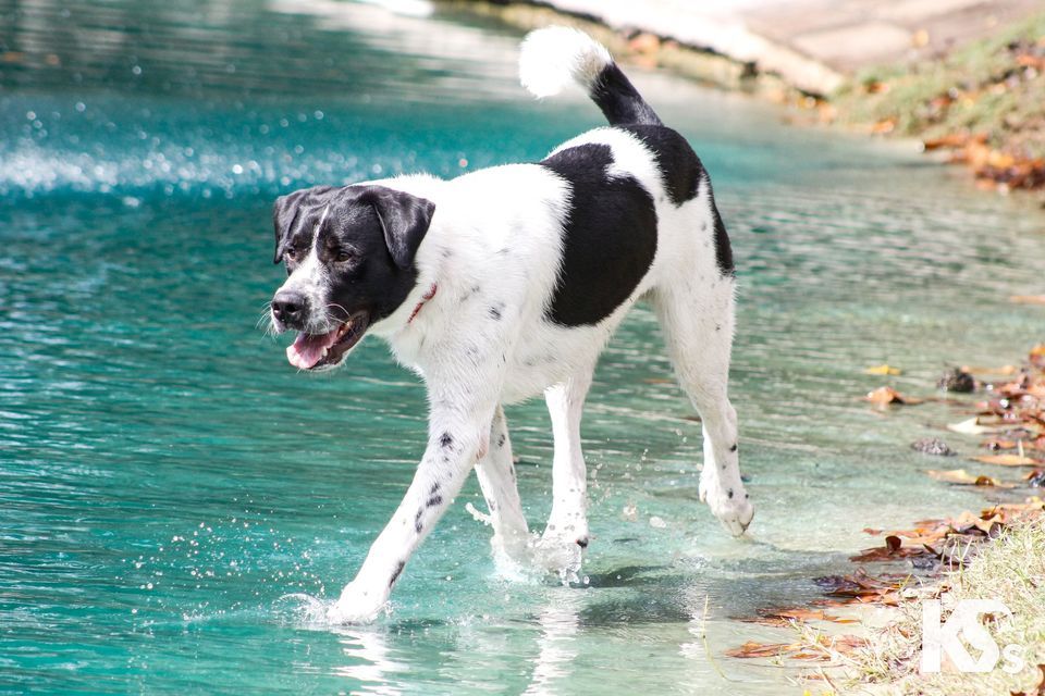 PetSmart Adoption Event, PetSmart (Jacksonville, FL), December 9 2023