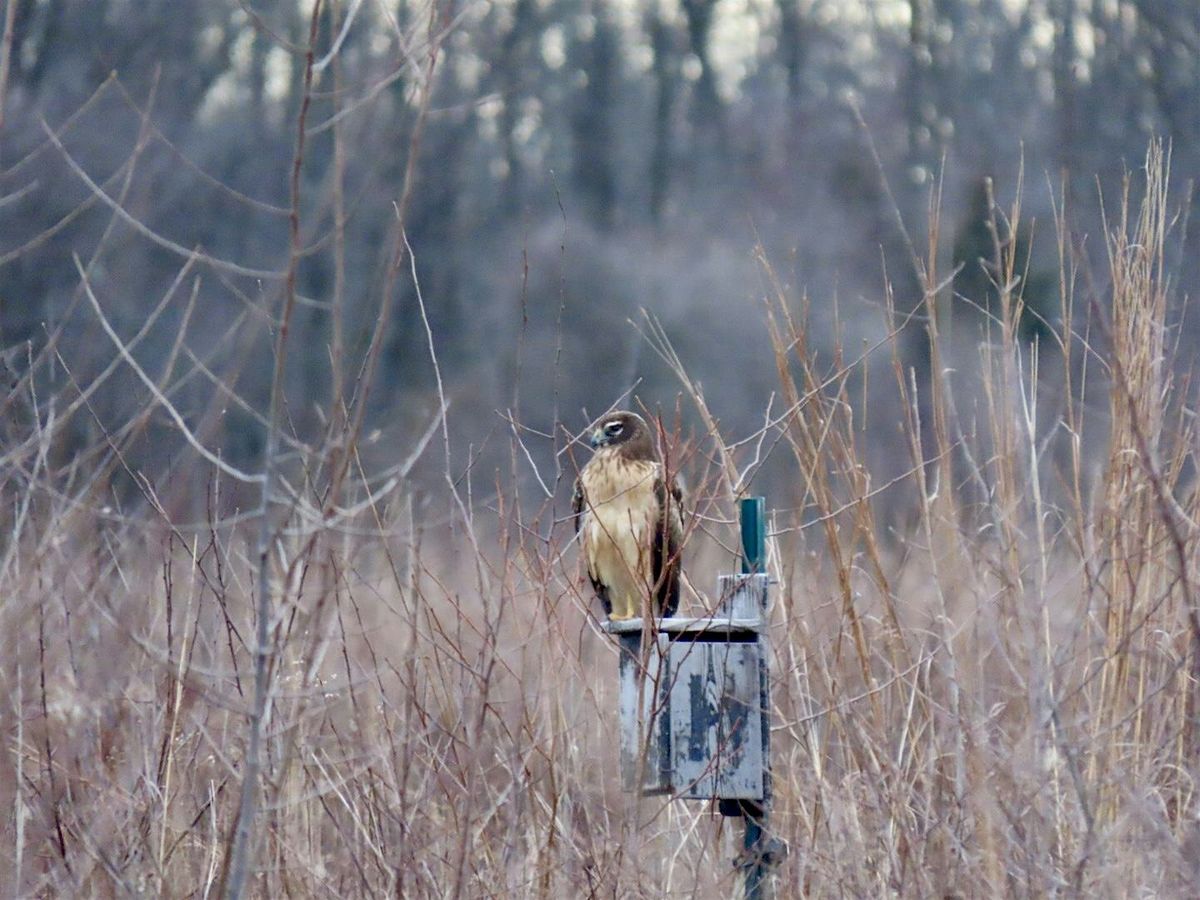 Northern Harriers and Short-eared Owls Walk, 24 January | Event in Hillsborough Township | AllEvents