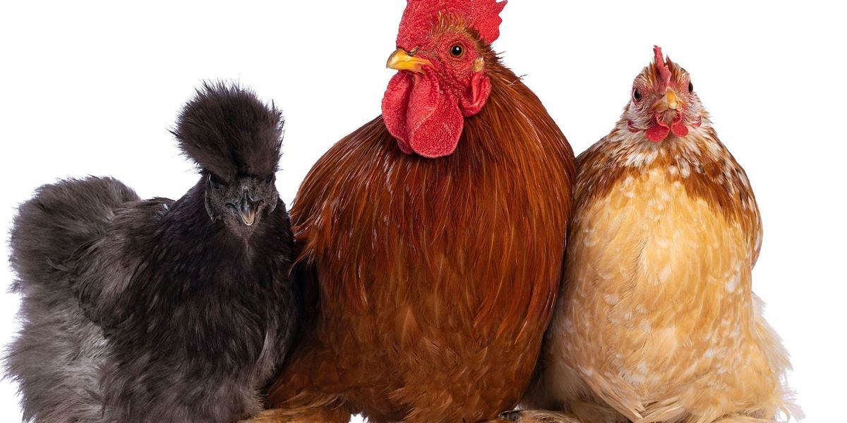 Chicken Keeping 101, 5 April | Event in Lanexa | AllEvents