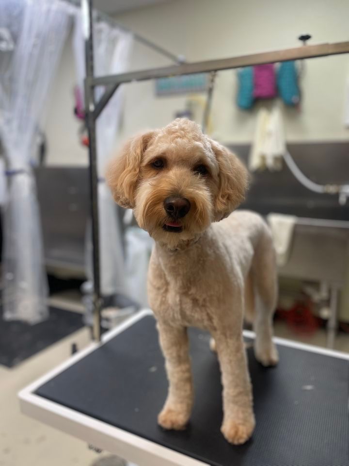 September WalkIn Nail Trim Clinic, Pet Food Center, Evansville, 6