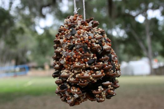 Make A Pinecone Bird Feeder At Tickets Finden Crofton