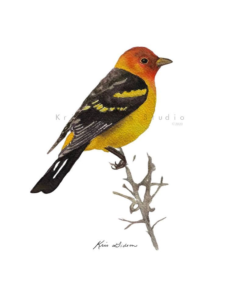 Beginner Watercolor Class Class Full!, Wild Birds Unlimited (Colorado