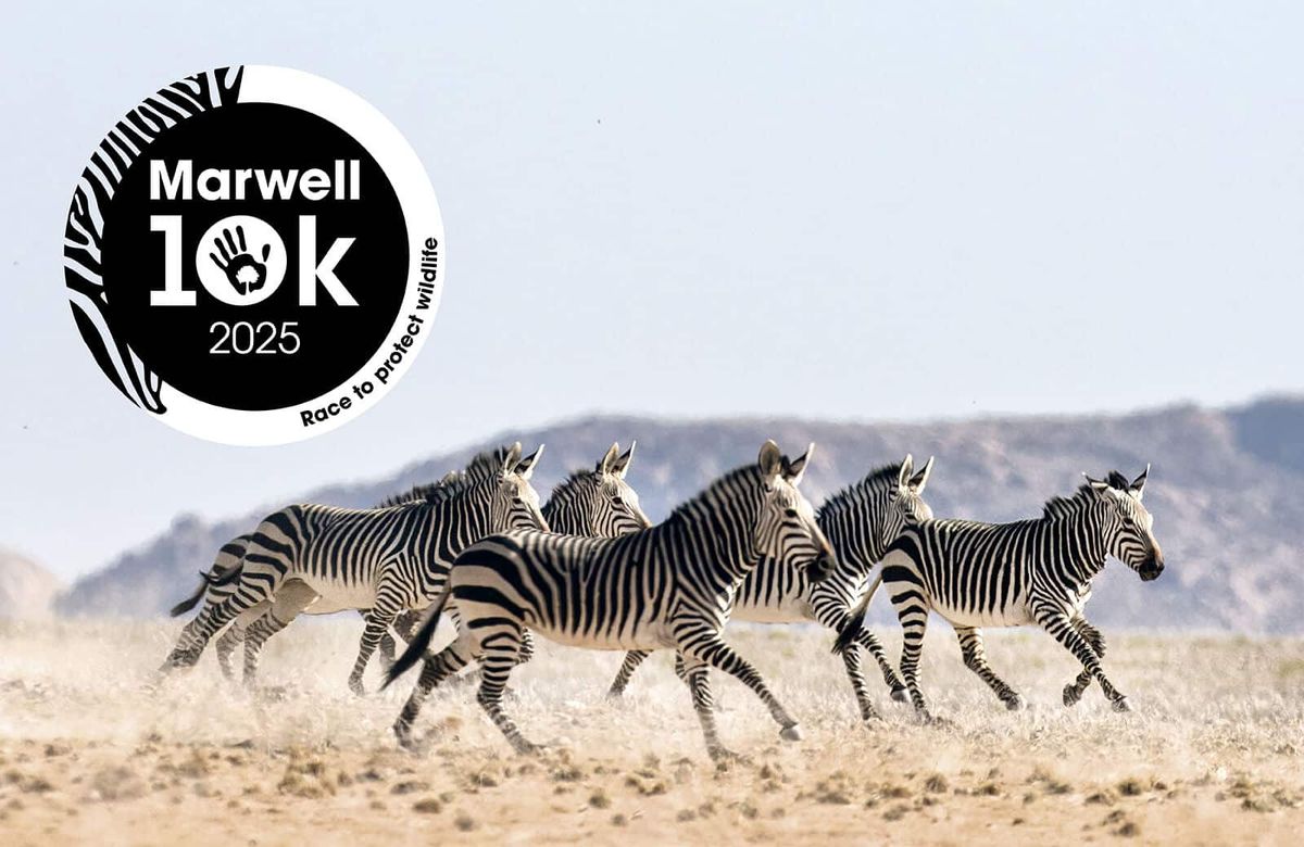 Zebra, 10 October | Event in Boston | AllEvents