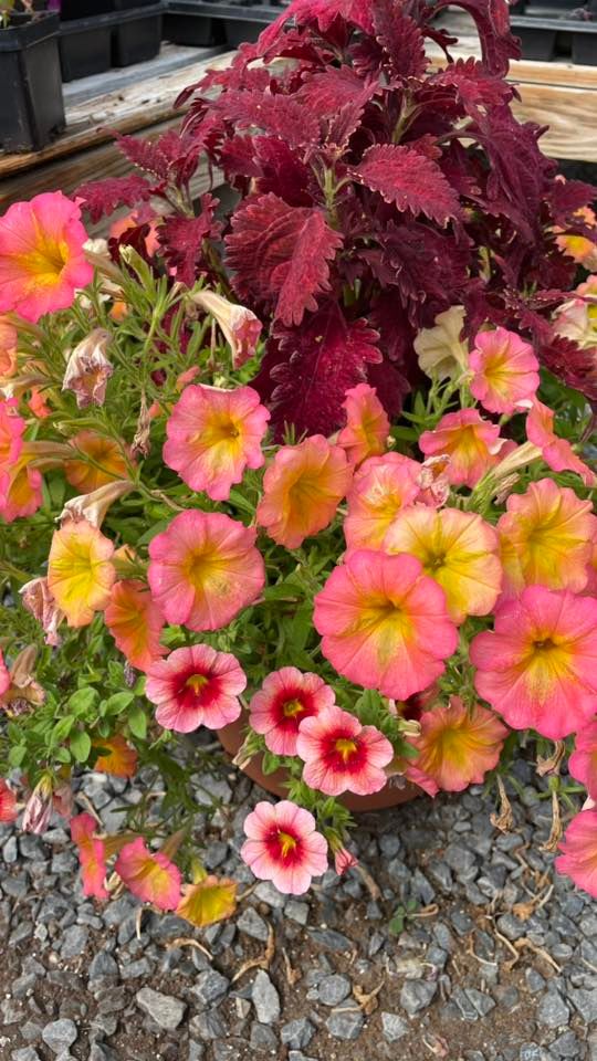 508 Wilson Place Frederick Yard Sale, Frederick, Maryland, 3 June 2023