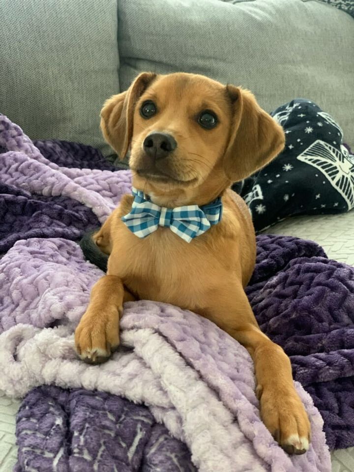 Petsense National Adoption Event, Petsense Fairhope (250 Eastern Shore