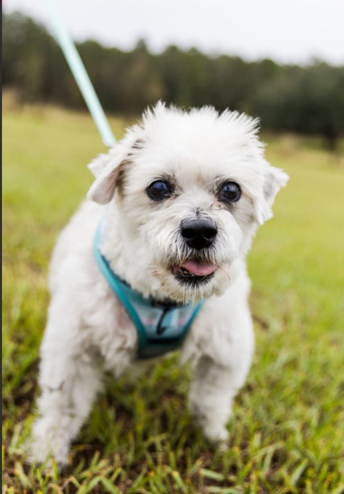 Petsmart Adoption Day 1130AM2PM, PetSmart (Winter Garden, FL