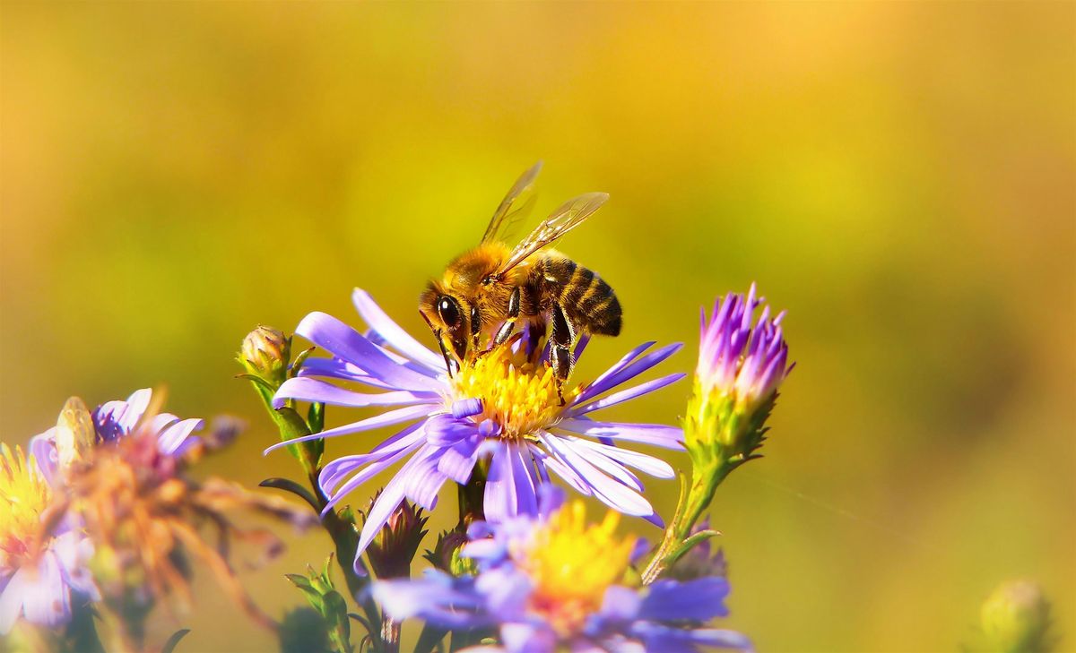 Beekeeping for Beginners – Workshop 1 of 4, 10 January | Event in Hamilton | AllEvents