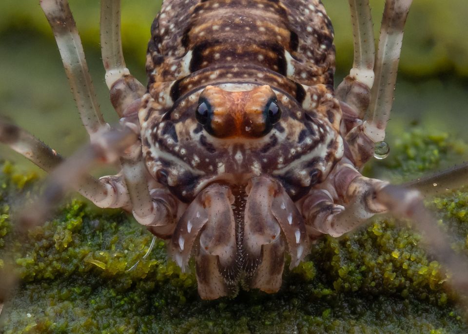 Torchlight Bug Hunt Opiliones with Buglife Northern Ireland, Ulster
