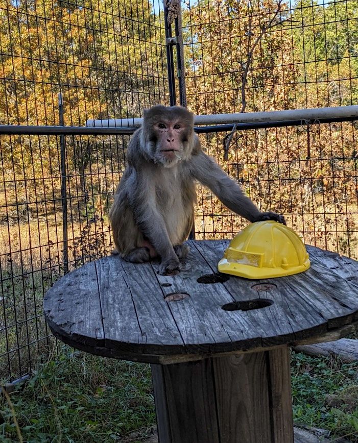 "Keep Calm and Go Bananas" TRIVIA NIGHT, 28 January | Event in Mount Horeb | AllEvents