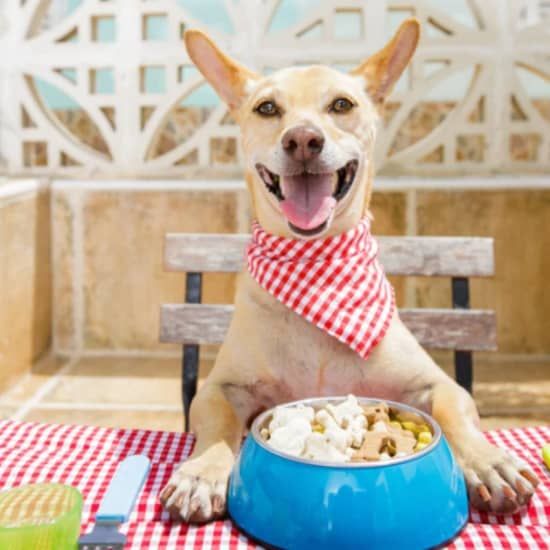 Bake for Your Pup: Nutritious Dog Treats - NYC, 20 December | Event in Manhattan | AllEvents