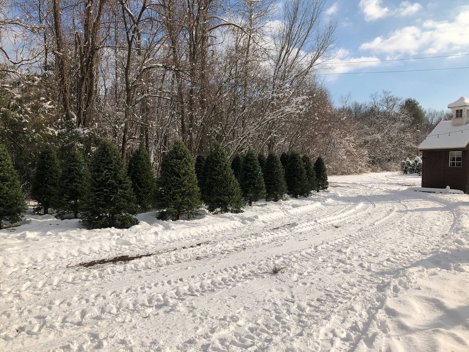 2nd Weekend Christmas Trees & Holiday Shop, Squire Farm, Somers, December 2 to December 3