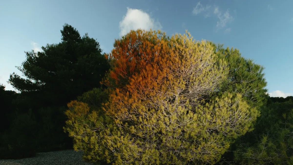 Populous in Lecce, 27 December | Event in Maglie | AllEvents