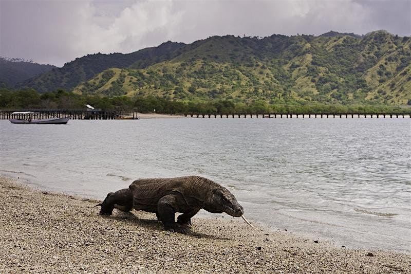 Komodo Island Day Trip  from Labuan Bajo – Best Komodo Day Tour Price | Event in Labuan Bajo | AllEvents