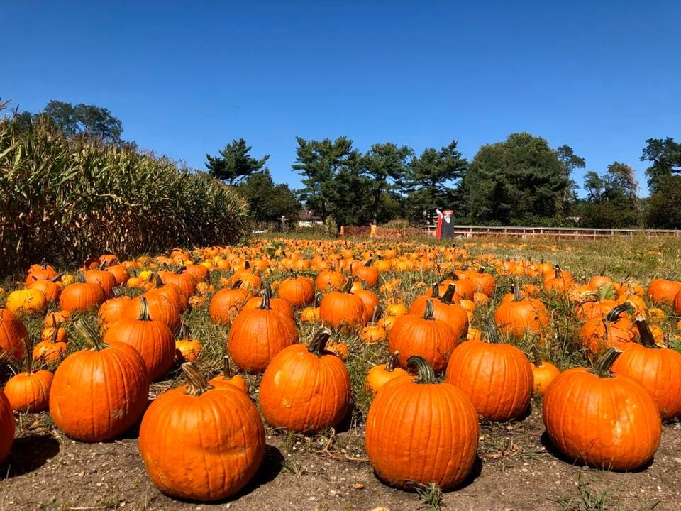 Country Store, Pumpkin Picking, Animal Feeding, Farm Playground