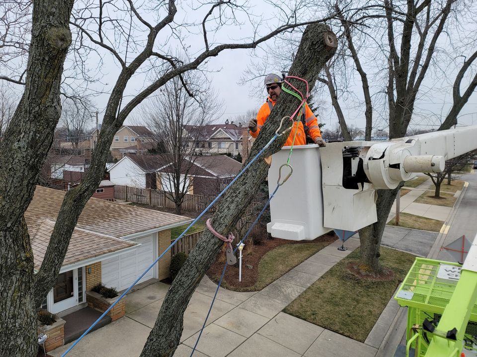 Tree Felling Rigging Line Tree Worker Training - Felling & Rigging (Derribo y cordaje) - Spanish ...