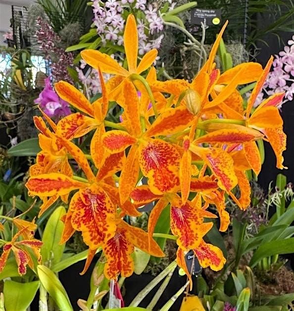 Orchid Speaker- TBD, 10 February | Event in Winchester | AllEvents