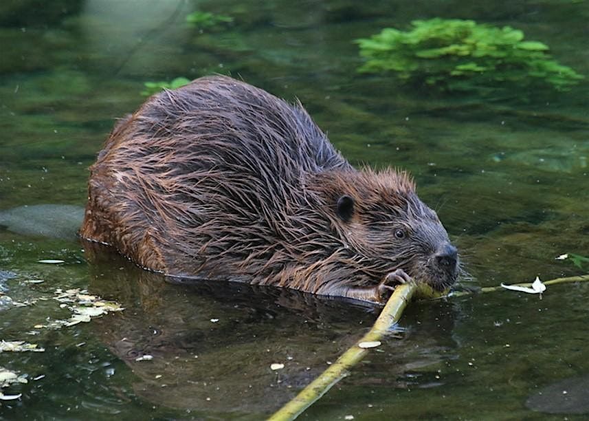 Leave it To Beaver? Beaver-Based Considerations for Restoration Workshop, 5 March | Event in Oregon City | AllEvents