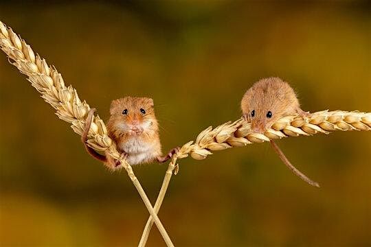 Harvest Mouse Survey, 6 December | Event in Hull | AllEvents