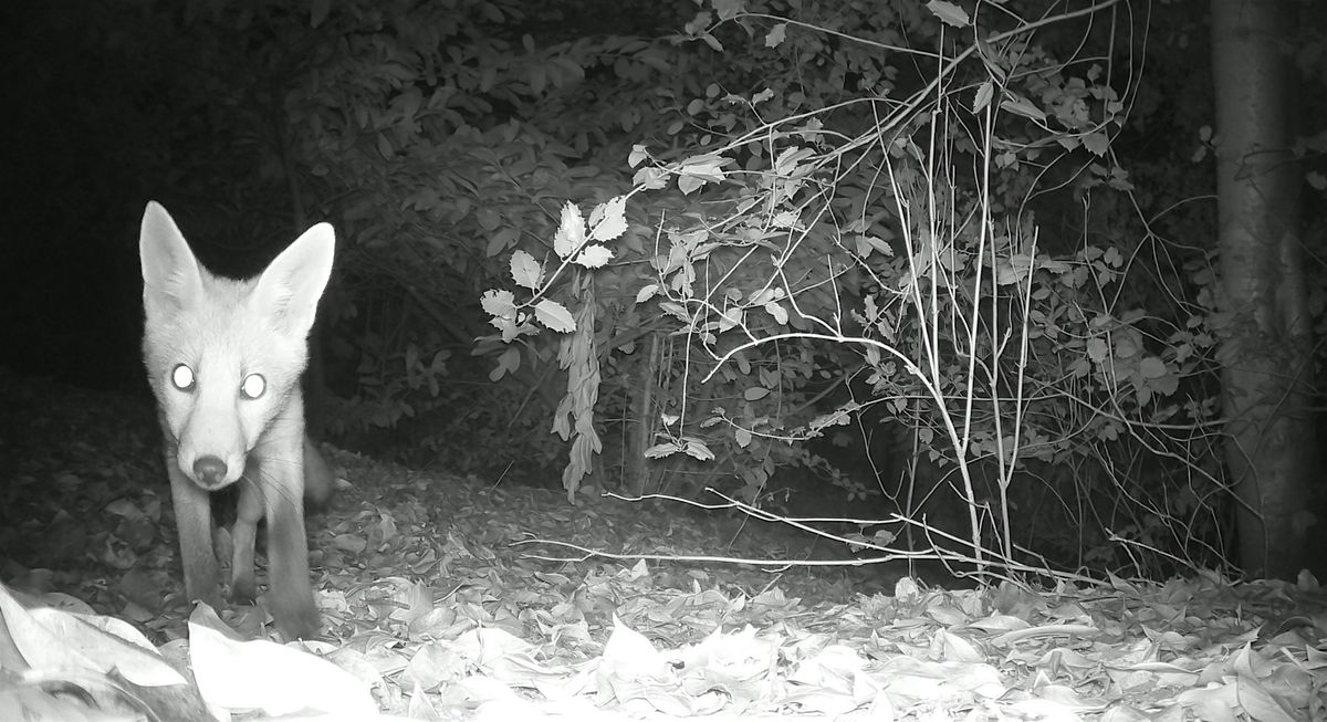 Wildlife Walks for Wellbeing, 21 February | Event in Marchwiel | AllEvents