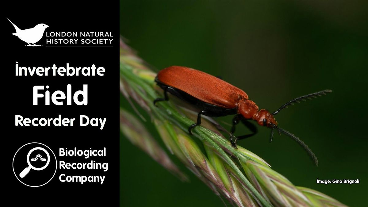 Invertebrate Field Recorder Day, 16 September | Event in Chessington | AllEvents
