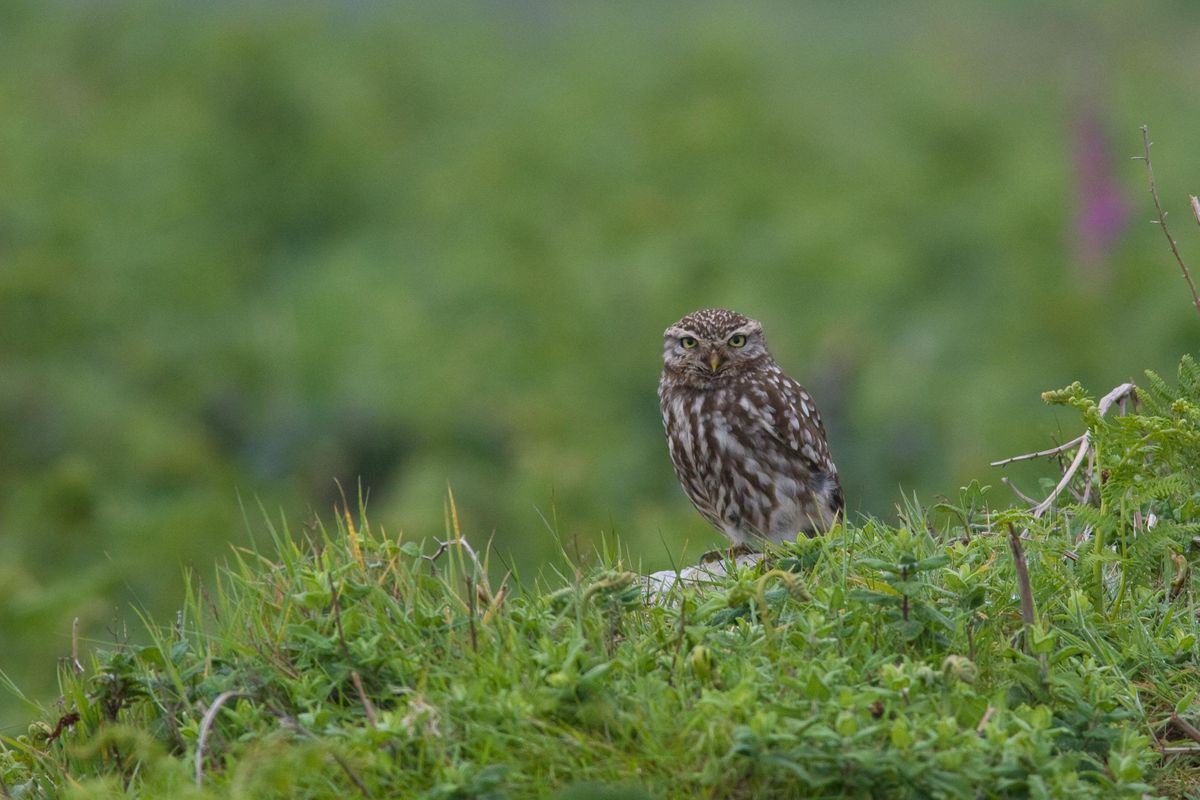 Birds and a Brew with BBOWT: Raptor Raptures - February, Nature ...
