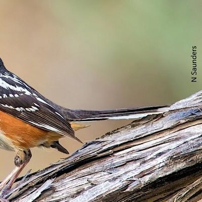 Beaver Creek Birding and Hiking Tour, Beaver Creek Conservation Area
