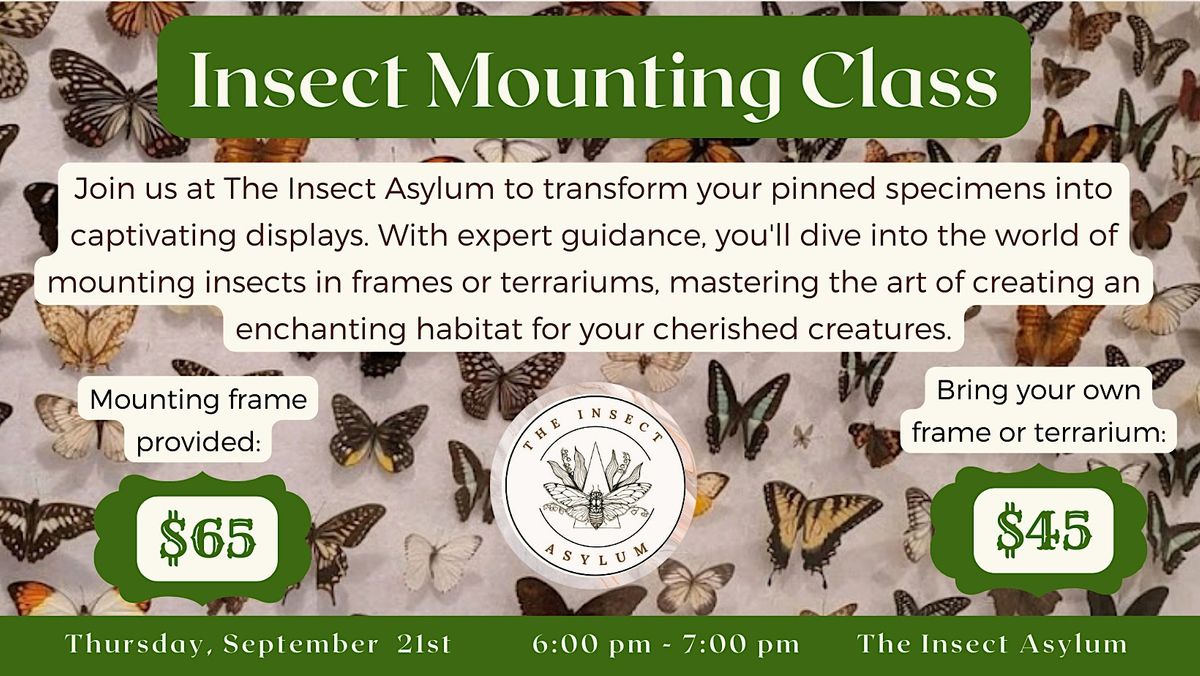 Insect Mounting Class, The Insect Asylum, chicago, September 21 2023 ...