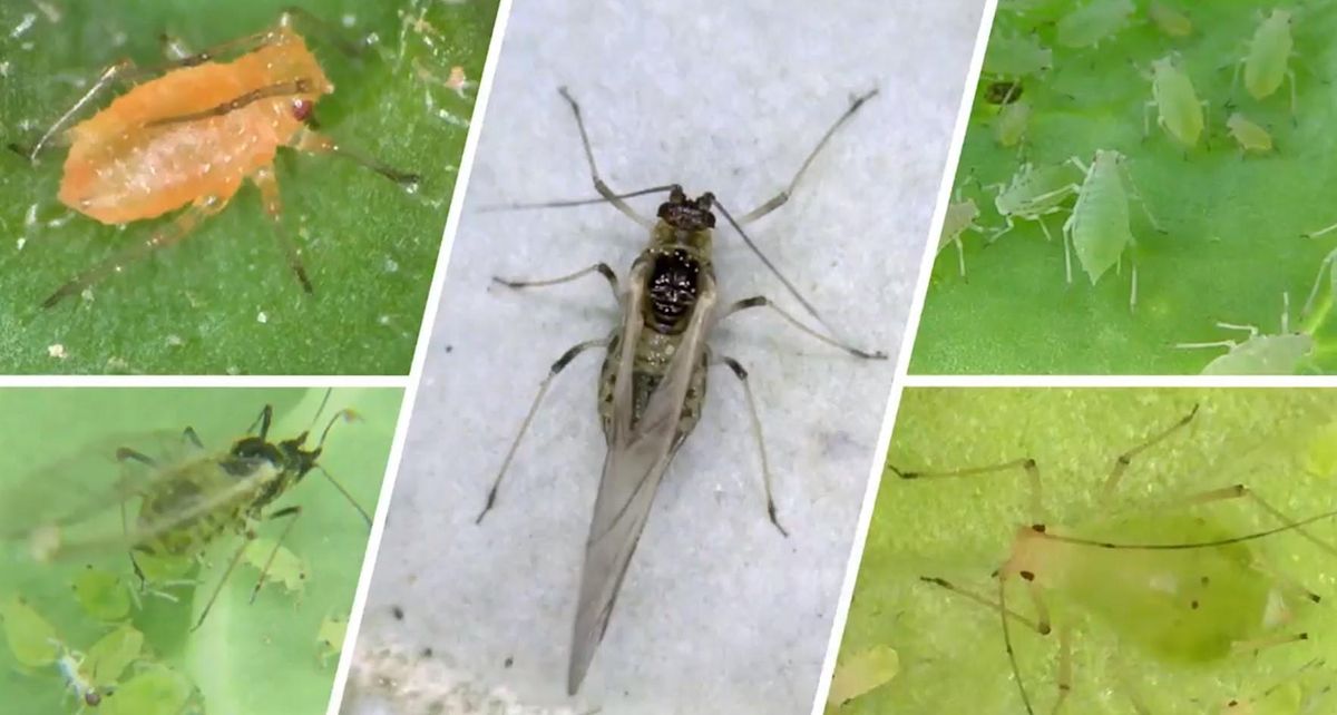 Yuma Fall Integrated Pest Management (IPM) 6425 W 8th St