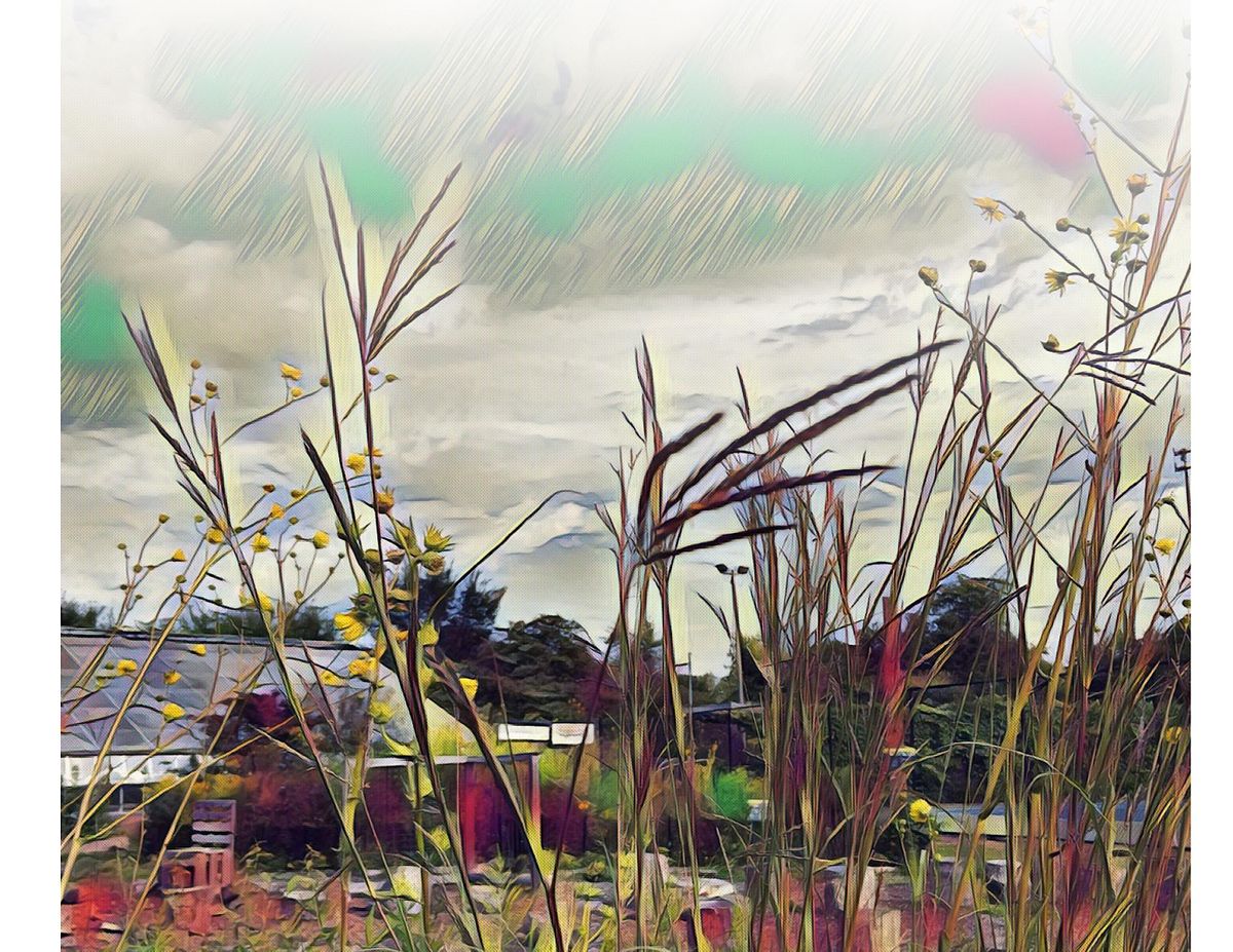 Blossoming Beauty Native Plants for Small Gardens, Kilbourn Park